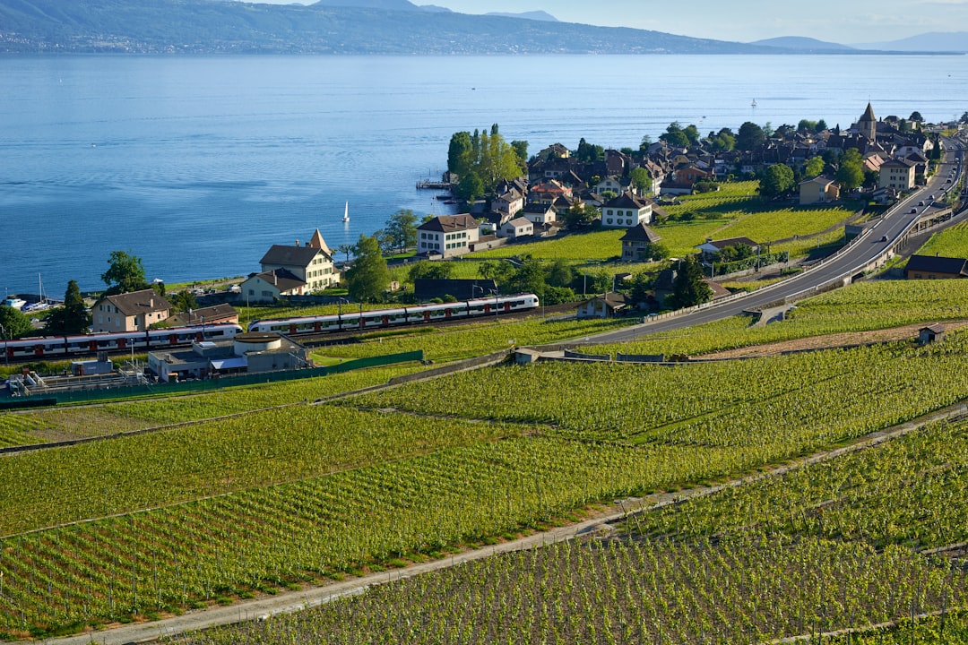 Lavaux Vineyards